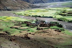 Villeage with canola fields and animal fences in the Mt. Everest region